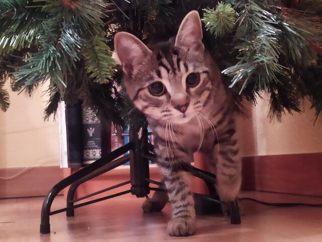 The first Christmas of Mia