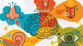 Timeline: Sensopercepción