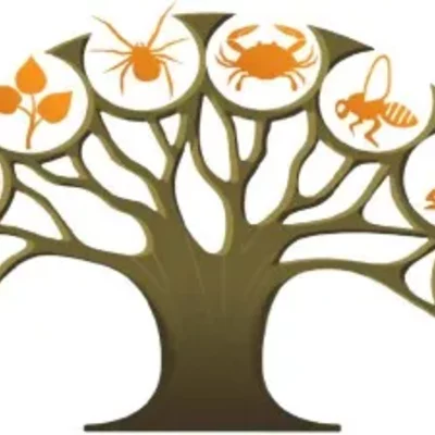 Timeline: Cambios Evolutivos