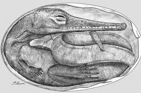 El huevo amniota 300 Ma