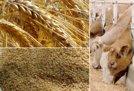 Agricultura y ganadería