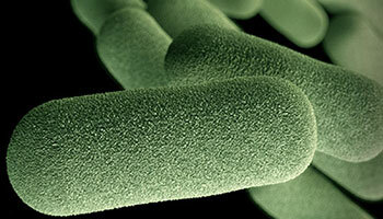 Secuencia completa del primer organismo vivo