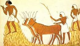 Domesticación de Herviboros