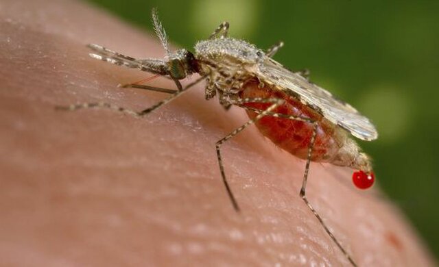 Descubrimiento del ciclo de vida del parásito de la Malaria