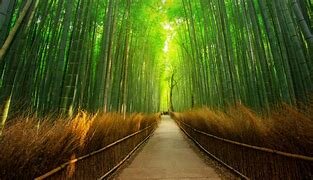 Timber harvesting in Japan has now been reduced by 60 per cent