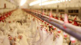 Timeline: AVICULTURA EN MEXICO, EQUIPO #3