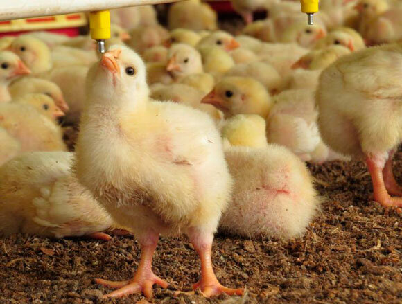 Había dos grandes problemas por resolver