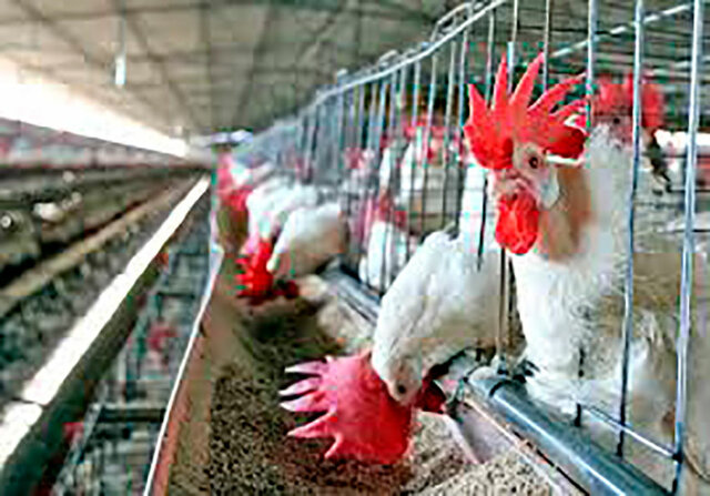 La avicultura se consolida como el sector más importante en materia de producción pecuaria