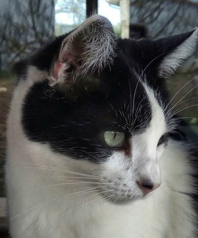 Nire katua adoptatzea