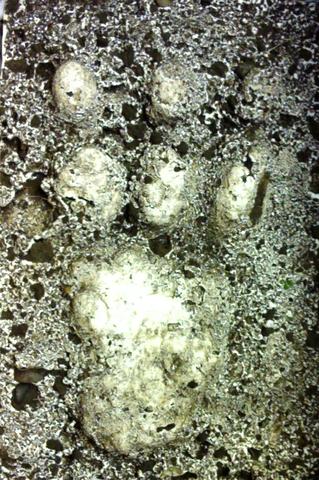 the sand dragon foot print