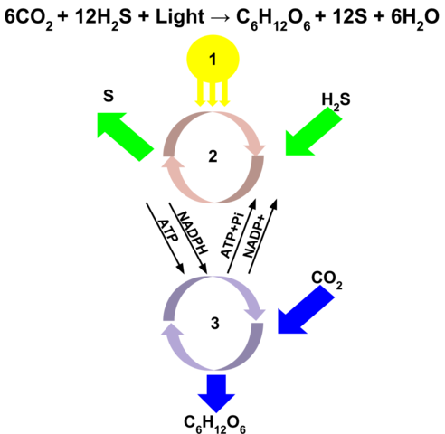 Esialgne fotosüntees