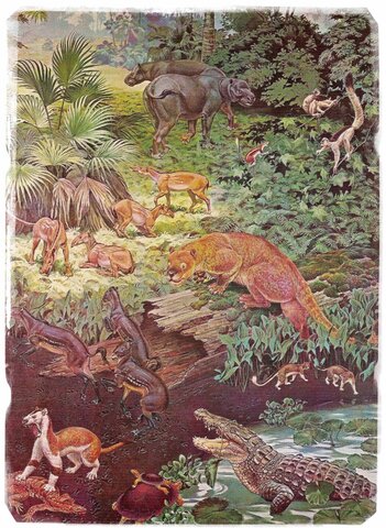 Paleogeen