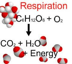 Respiració cel·lular