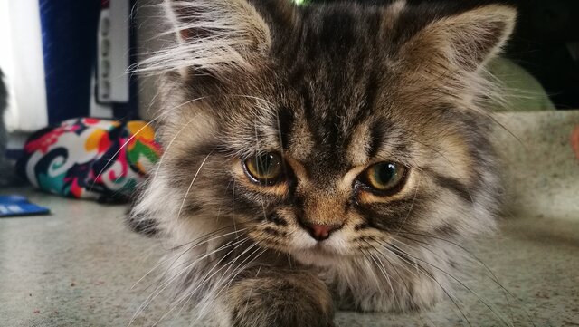 Nire katua jaio zenean