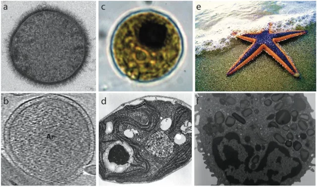 Kolme suure organismirühma lahknemine