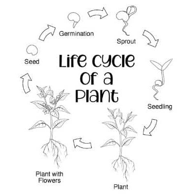 Timeline: Lifecycle of a Plant
