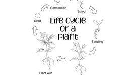 Timeline: Lifecycle of a Plant