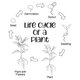 Life cycle of a plant
