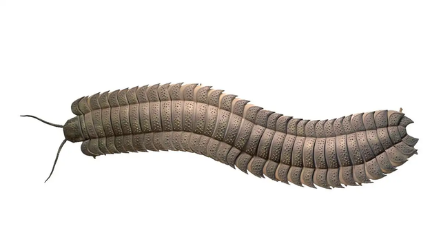 Arthropleura