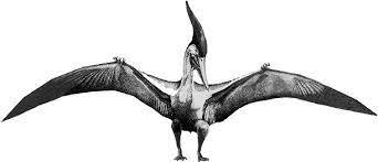 Pteranodon