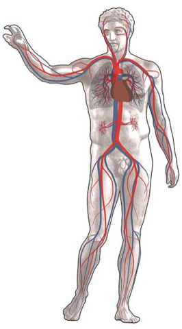 discovery of blood circulation
