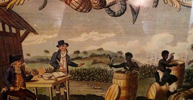 First tobacco crop planted in the new world.