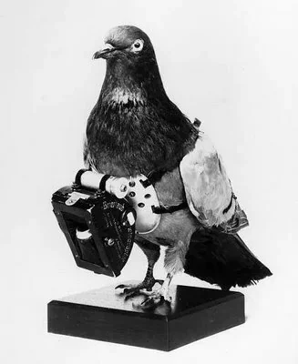 Messenger Birds in World War 2