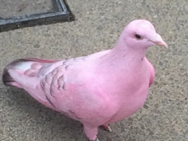 What Could Have Been Improved