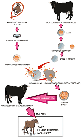 Clonacion de una vaca