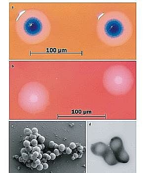 La Primera Célula Sintética