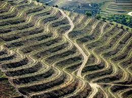 Política Agrícola Comum