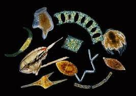 Era dels invertebrats