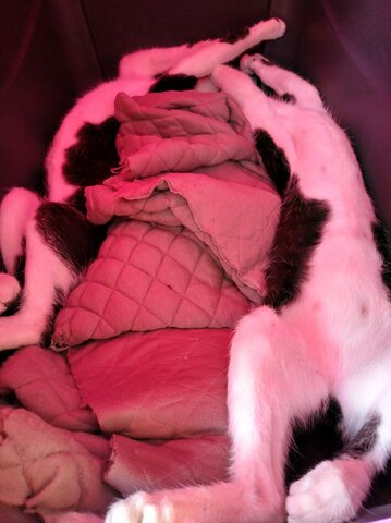 The day I meet my cats