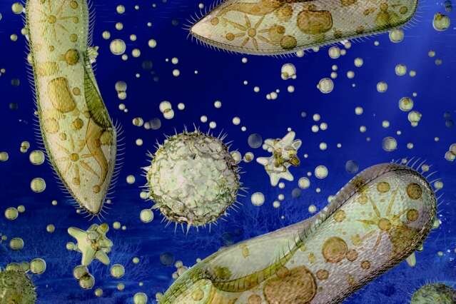 FORMACIÓ DE LA VIDA