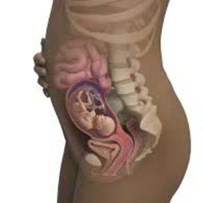 Timeline: Prenatal Development