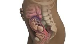 Timeline: Prenatal Development