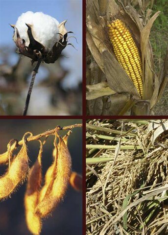 Toltec Innovation #1