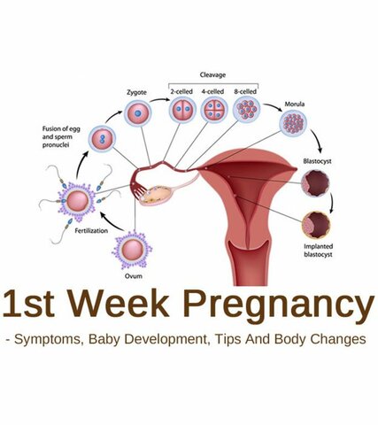 weeks 1-2