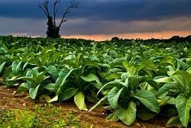 First Tobacco crop planted