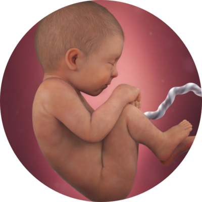 Timeline: Prenatal Development