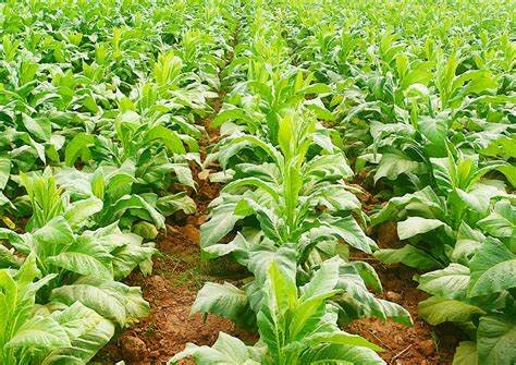 Tobacco ("The Cash Crop") is Planted