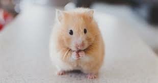 My first hamster