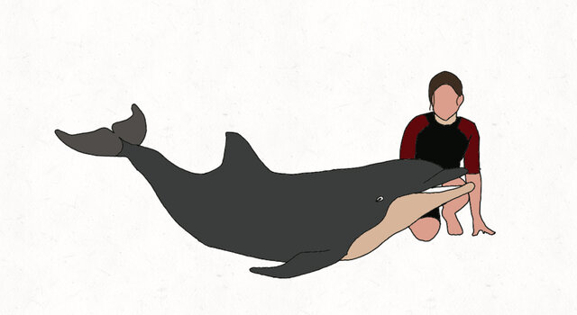 swim with the dolphins