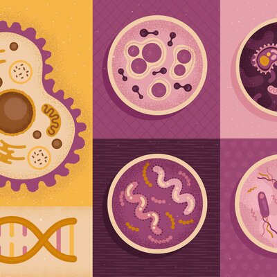 Timeline: Teoría Celular.