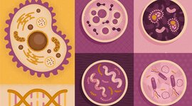 Timeline: Teoría Celular.