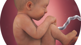 Timeline: Prenatal Development/Baby