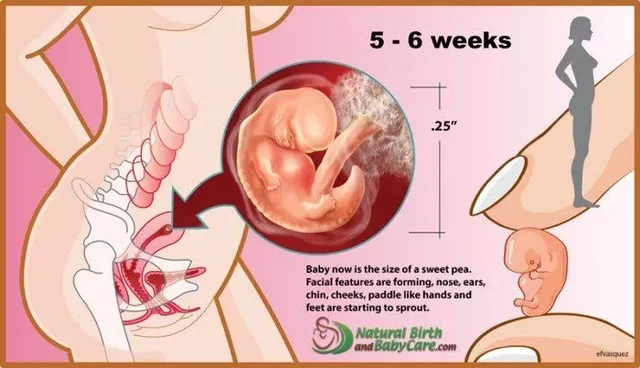 Weeks 5-6