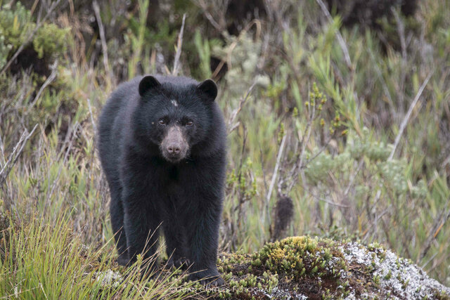 Rescate del oso Tama