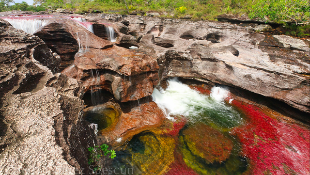 Caño Cristales