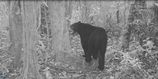 Fue captado el oso Tama